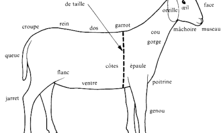 Mouton de Panama : caractéristiques, origine, utilisations et informations sur la race