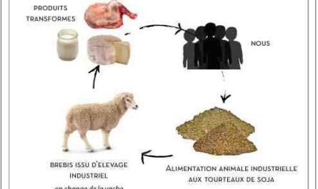 Mouton de soja : caractéristiques, origine, utilisations et informations sur la race