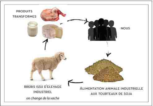 Mouton de soja : caractéristiques, origine, utilisations et informations sur la race