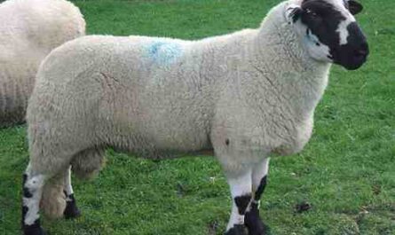 Mouton Derbyshire Gritstone: Caractéristiques, utilisations et informations sur la race