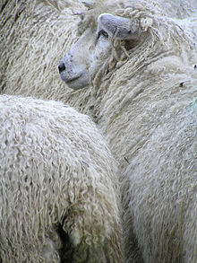 Mouton des Cotswolds : caractéristiques, origine, utilisations et informations sur la race