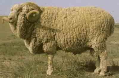 Mouton Gansu Alpine Fine Wool: Caractéristiques & Informations sur la race
