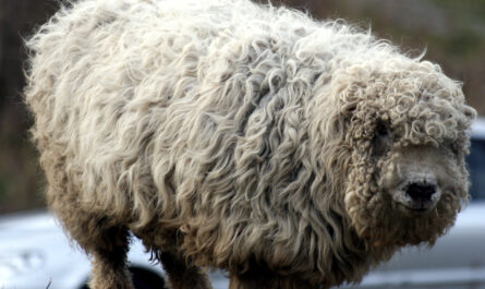 Mouton Greyface Dartmoor: Caractéristiques, utilisations et informations sur la race