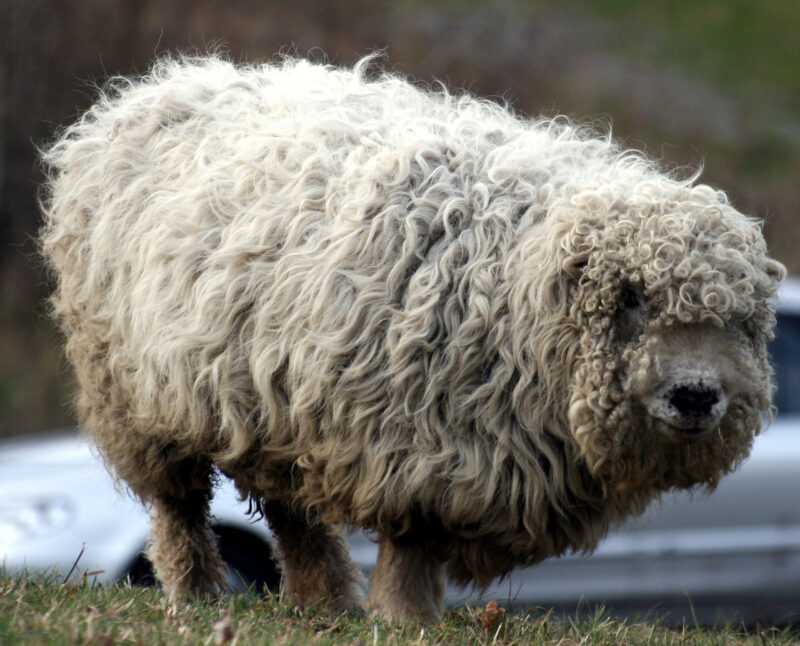 Mouton Greyface Dartmoor: Caractéristiques, utilisations et informations sur la race
