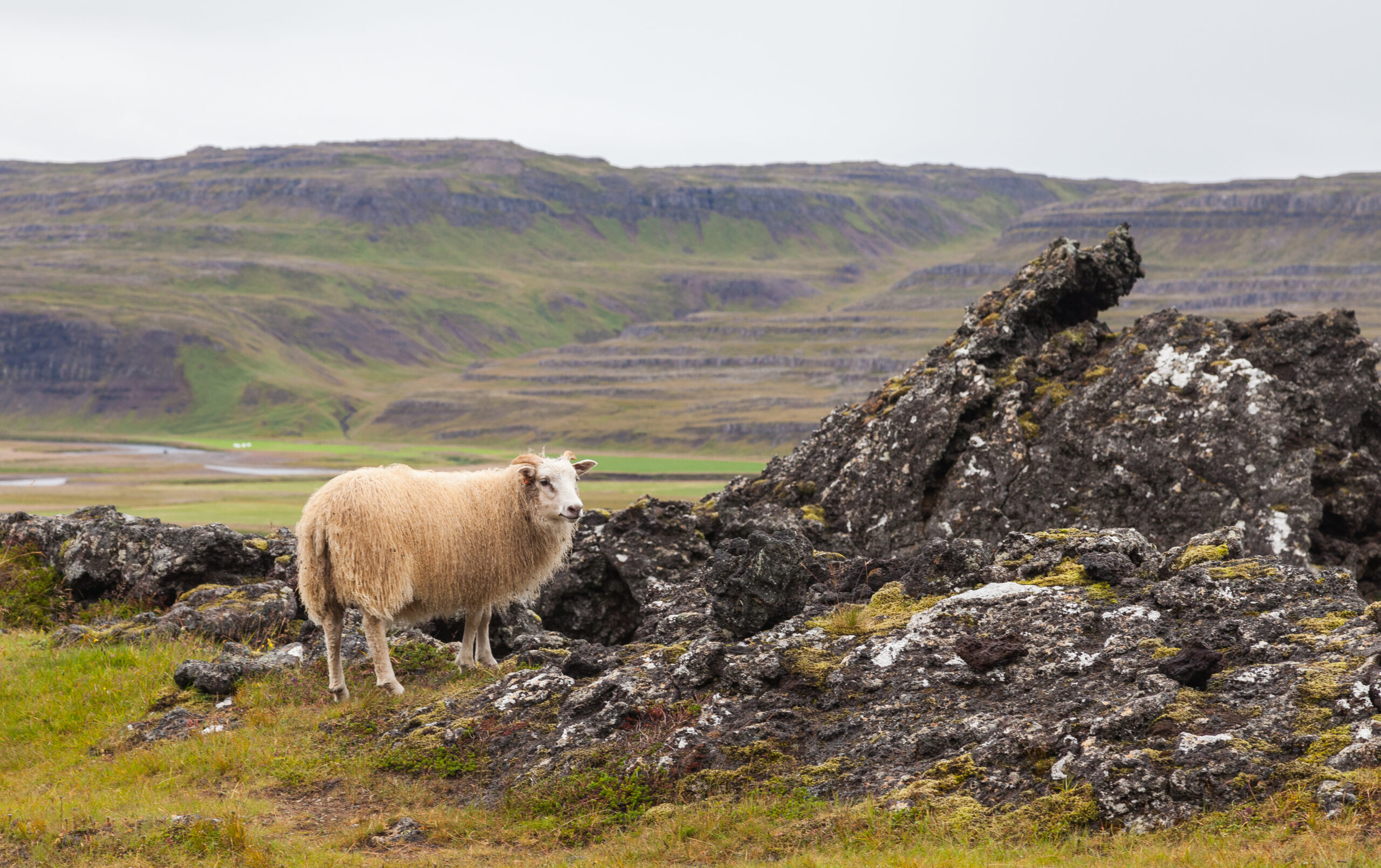 Mouton islandais : caractéristiques, origine, utilisations et informations sur la race