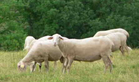 Mouton Lacaune : Caractéristiques, Origine, Usages & Informations sur la race