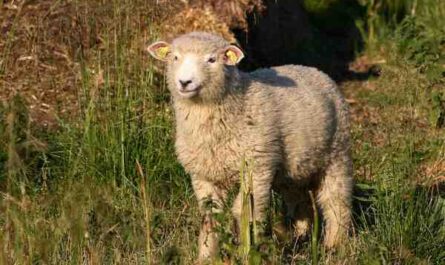 Mouton Landrace danois : caractéristiques, utilisations et informations sur la race