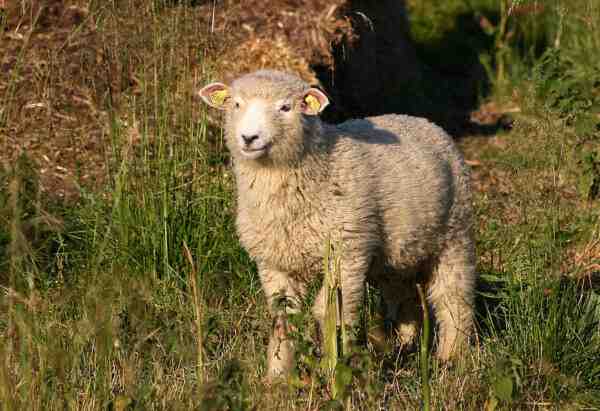 Mouton Landrace danois : caractéristiques, utilisations et informations sur la race