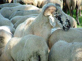 Mouton Laticauda : caractéristiques, origine, utilisations et informations sur la race
