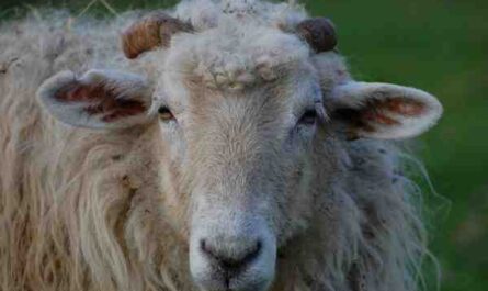Mouton Latxa : Caractéristiques, Origine, Utilisations & Informations sur la race