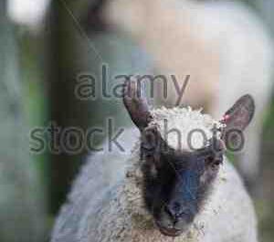 Mouton Llanwenog : caractéristiques, origine, utilisations et informations sur la race