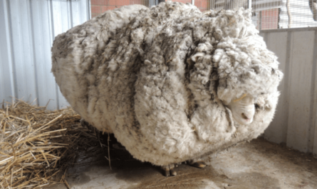 Mouton mérinos Delaine : caractéristiques, utilisations et informations sur la race