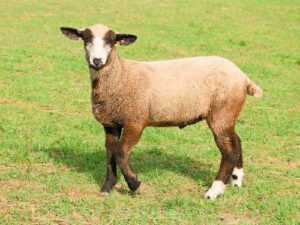 Mouton Romeldale : caractéristiques, origine, utilisations et informations sur la race