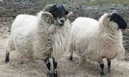 Mouton Scottish Blackface: Caractéristiques, utilisations et informations sur la race