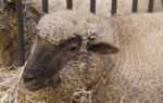 Mouton Vendéen : Caractéristiques, Origine, Usages & Informations sur la race