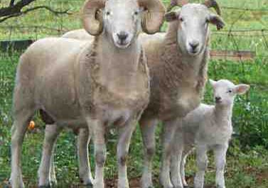 Mouton Wiltshire Horn : caractéristiques, origine et informations sur la race