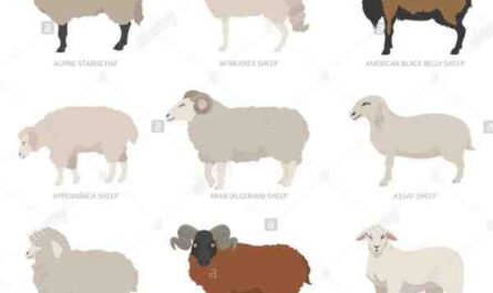 Moutons Appenninica: Caractéristiques, Utilisations & Informations sur la race
