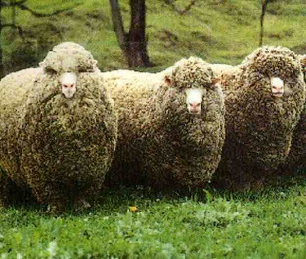 Moutons de Polwarth : caractéristiques, origine, utilisations et informations sur la race