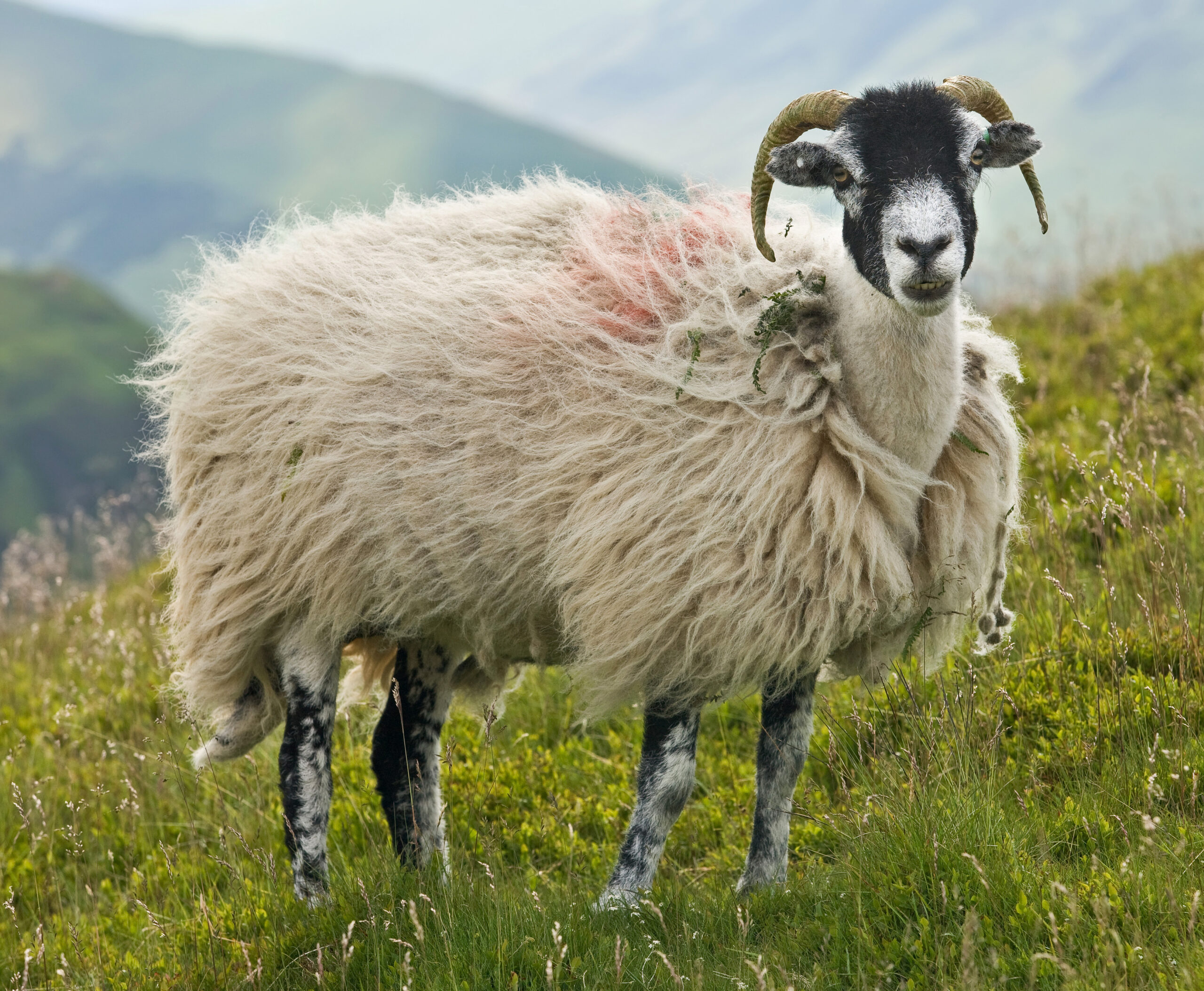 Moutons de race Dales : Caractéristiques, origine, utilisations et informations sur la race
