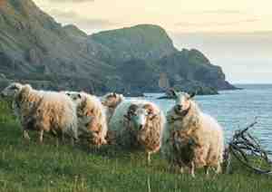Moutons de Terre-Neuve : Caractéristiques, utilisations et informations sur la race