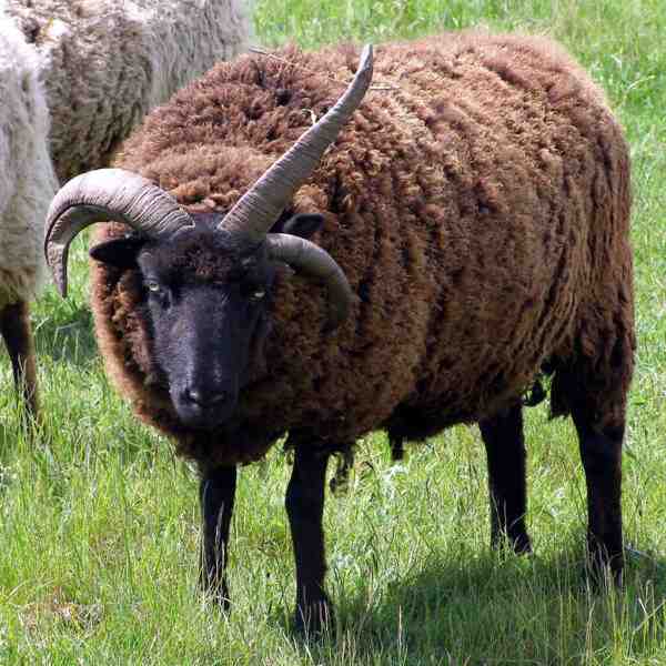 Moutons des Hébrides : caractéristiques, origine, utilisations et informations sur la race