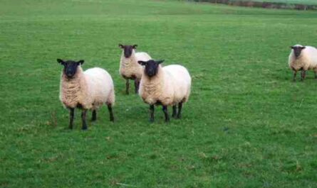Moutons Shropshire : caractéristiques, origine, utilisations et informations sur la race