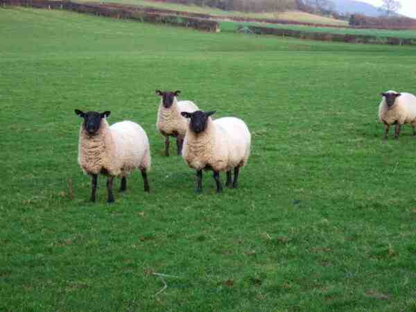 Moutons Shropshire : caractéristiques, origine, utilisations et informations sur la race