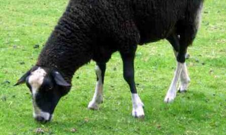 Moutons Zwartbles : caractéristiques, origine, utilisations et informations sur la race