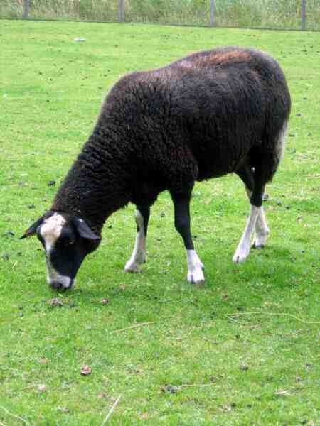 Moutons Zwartbles : caractéristiques, origine, utilisations et informations sur la race