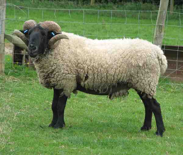 Norfolk Horn Sheep: Caractéristiques, utilisations et informations sur la race