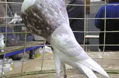 Norwich Cropper Pigeon : Apparence, origine, utilisations et informations sur la race