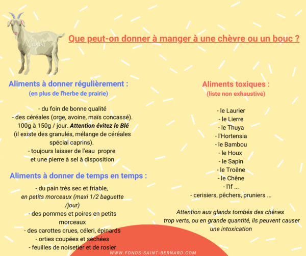 Nourrir les chèvres à viande: Guide complet d'alimentation des chèvres pour les débutants