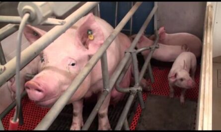 Nourrir les porcs : comment nourrir les porcs (Guide du débutant)