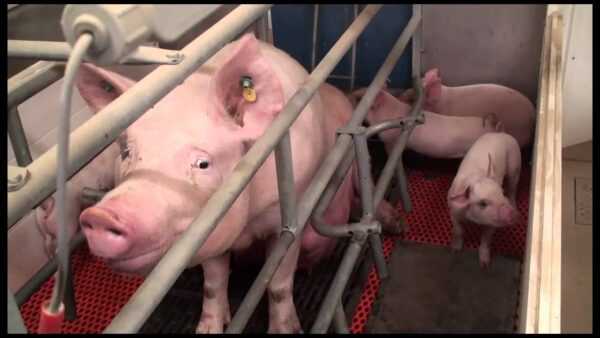 Nourrir les porcs : comment nourrir les porcs (Guide du débutant)