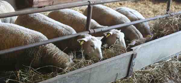 Nourriture pour moutons : quoi nourrir vos moutons pour une meilleure production