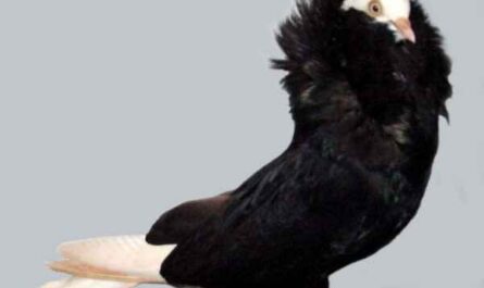Old Dutch Capucine Pigeon : Caractéristiques et informations sur la race