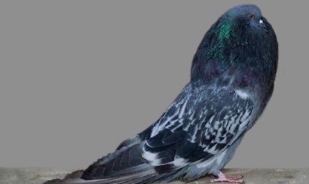 Vieux Pigeon Cropper Allemand: Caractéristiques et informations sur la race