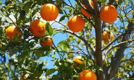 Culture d'oranges : Guide de démarrage d'entreprise rentable pour les débutants