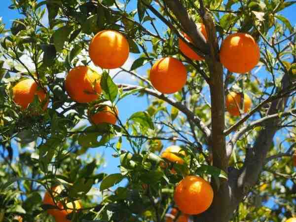 Culture d’oranges : Guide de démarrage d’entreprise rentable pour les débutants