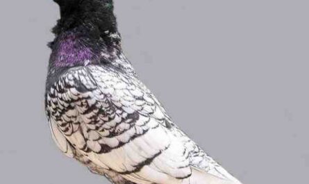 Oriental Frill Pigeon: Caractéristiques, utilisations et informations sur la race