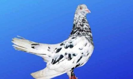 Oriental Roller Pigeon : Caractéristiques, Utilisations & Informations sur la race