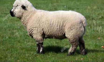 Oxford Down Sheep: Caractéristiques, utilisations et informations sur la race