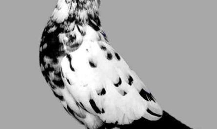 Pigeon à Roulettes de Salon : Caractéristiques, utilisations et informations sur la race