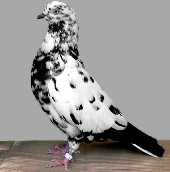 Pigeon à Roulettes de Salon : Caractéristiques, utilisations et informations sur la race