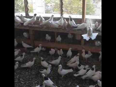 Pigeon à bec arménien : Caractéristiques, utilisations et informations sur la race