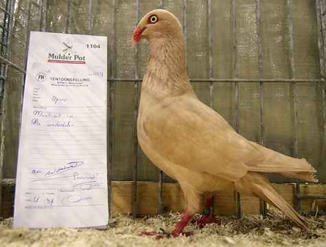 Pigeon à bec danois : caractéristiques, utilisations et informations sur la race