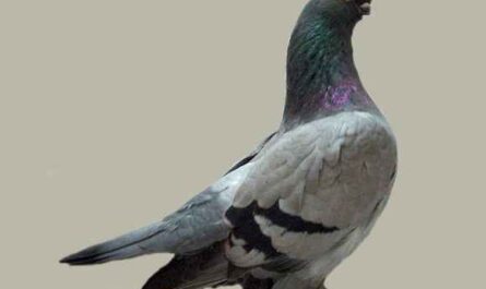 Pigeon à bec de l'ouest de l'Angleterre : caractéristiques et informations sur la race