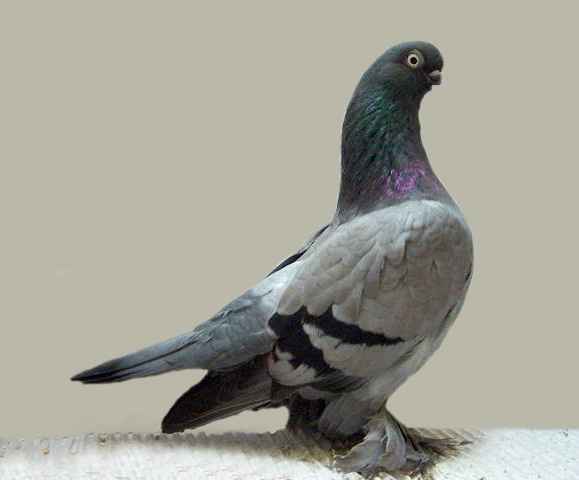 Pigeon à bec de l'ouest de l'Angleterre : caractéristiques et informations sur la race