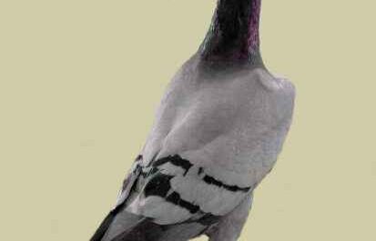 Pigeon à bec long anglais : caractéristiques et informations sur la race