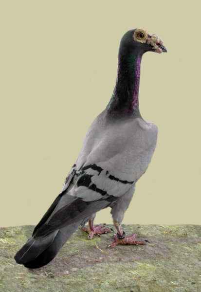 Pigeon à bec long anglais : caractéristiques et informations sur la race